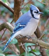 Jay
