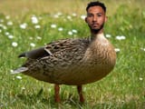 Lloyd Ducky