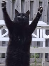 PanthersTD