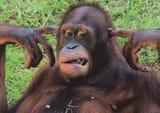 orangutan