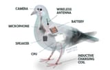 Pigeons-Arent-Real-Surveillance-Technology-Upgrades
