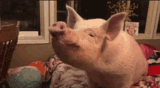 esther-pig