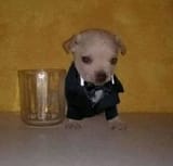 elegancia