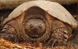 disapproval turtle