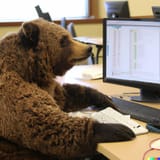 bear