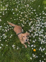 garden leo