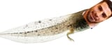 common-frog-tadpole-growing-legs-two-column