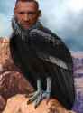 condor_thumb.jpg