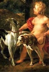 those poor dogs