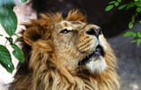 Persian-Lion-Returns-to-Iran-after-80-Years-1