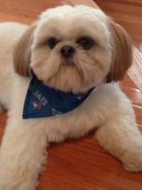 Jays dog