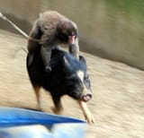 activities in Thailand