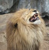 laughing-lion