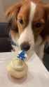 decoy dodgers cupcake_thumb.jpg