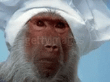 monkey-chef-2192867196