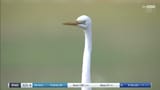 bird-cric
