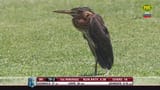 Untitled-bird