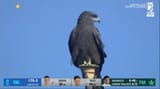 cric- bird