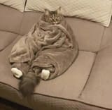 fat cat in a blanket