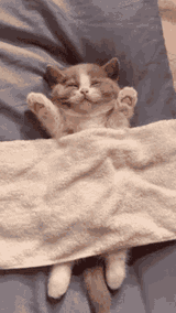 catnapping