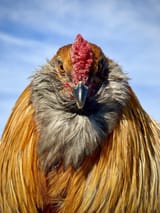 chanticleer