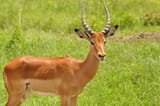 antelope