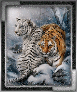 tigers