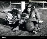 feb-25-2012-the-world-cup-may-be-over-buy-not-for-the-champs-monkey-E12WFA