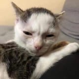 Cat858696979473