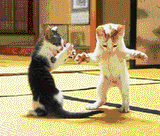 kitdance