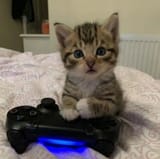gamercat
