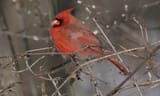 Male+cardinal,+photo+credits+to+Arlene+Koziol