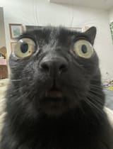 1737981785888098