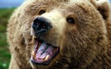 bear