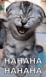 laughing-kitty-cat