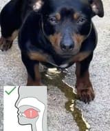 perro sigma