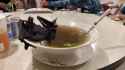 bat_soup__thumb.jpg