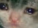 meow