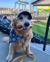 mariners dog dog