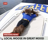 Moose