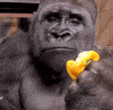gorilla-eating
