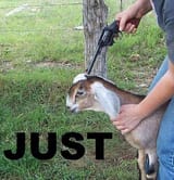JUST