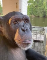 monke stare