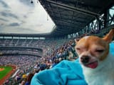 mariners_dog_021