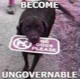 big dog