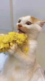 tfw