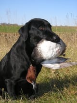 Dealer_the_Labrador_Retriever_and_a_redhead_duck