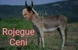 Rojegue Ceni