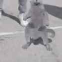 dancing-cat-swag_thumb.jpg
