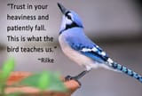 blue-jay-totem